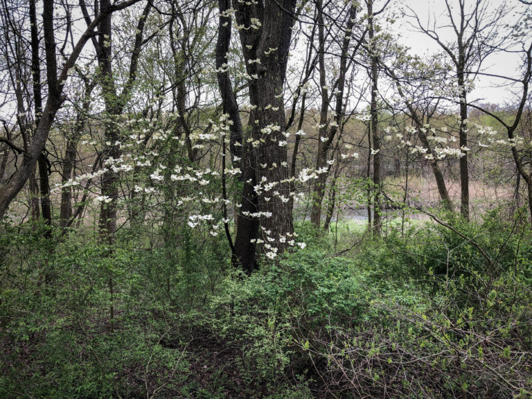 Early Dogwood bloom, Stow, Ohio